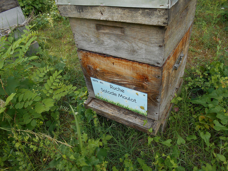 La ruche Solode Moulot